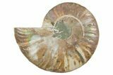 Cut & Polished Ammonite Fossil (Half) - Madagascar #354190-1